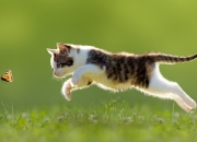 雷火电竞主播-冰火双城记，欧文的极夜独舞与爵士的燎原血战