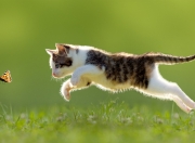 雷火电竞主播-冰火双城记，欧文的极夜独舞与爵士的燎原血战