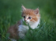 雷火电竞网址-角斗士与叛徒，卡拉斯科封神之夜，那不勒斯绝境中击溃曼城