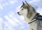 雷火电竞合作-意甲焦点战之夜，拉梅洛的自我救赎传奇