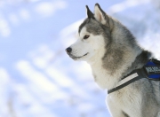 雷火电竞合作-意甲焦点战之夜，拉梅洛的自我救赎传奇