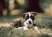 雷火电竞网址-18分奇迹夜！约基奇慢火炖煮逆转费城，MVP对话暗藏时代隐喻