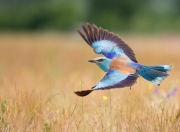 雷火电竞-赖斯南美奇幻夜，玻利维亚高原上的英格兰心脏