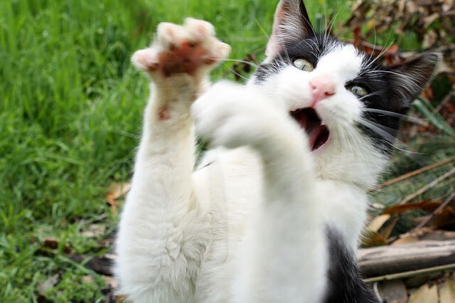 围猎黄蜂群，利拉德末节化身持刀猎手