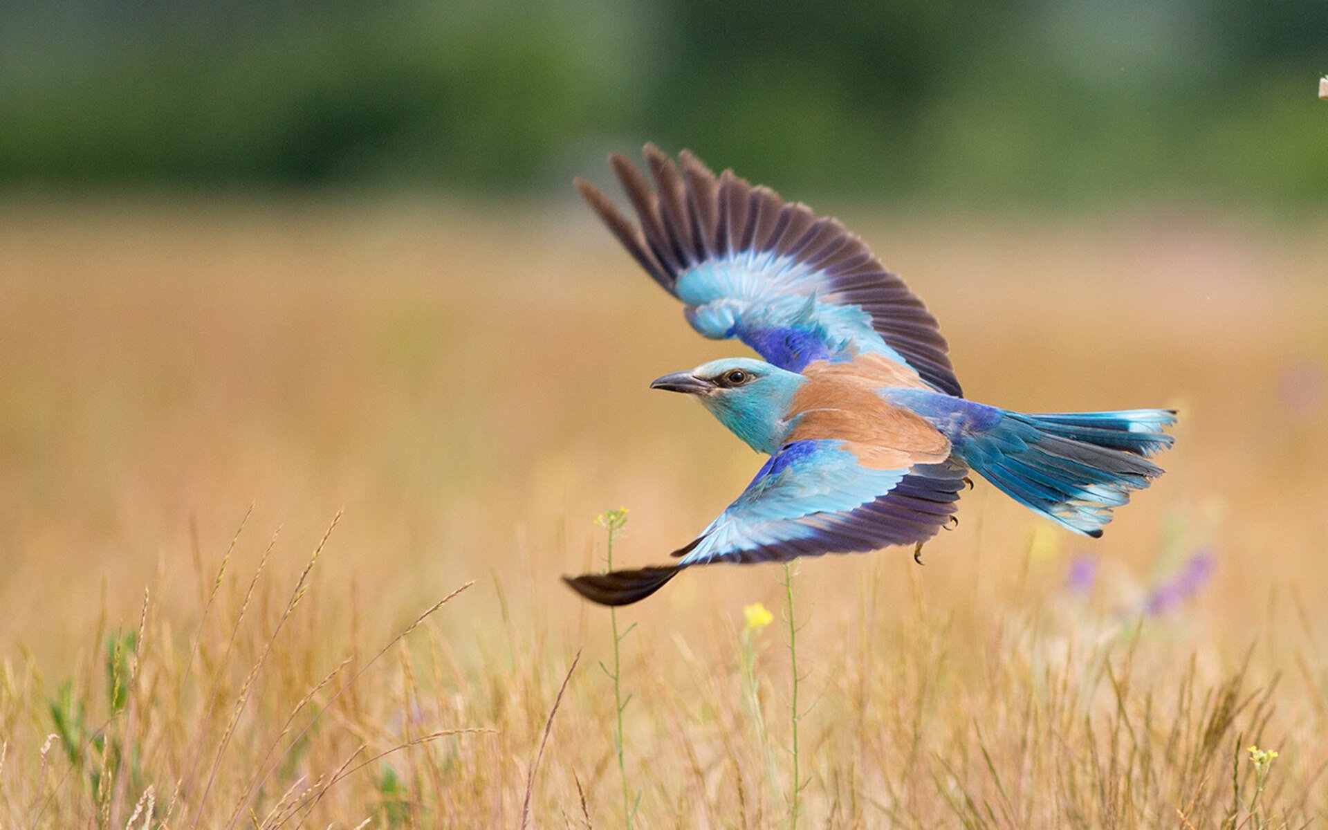 赖斯南美奇幻夜，玻利维亚高原上的英格兰心脏